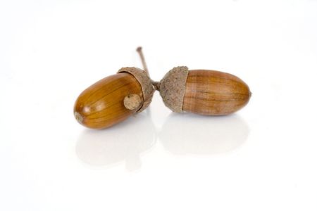 acorns isolated over white with reflecionの写真素材
