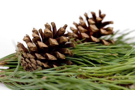 pine cones isolated over white with reflectionの写真素材