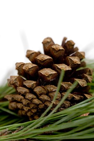 pine cone isolated over white with reflectionの写真素材