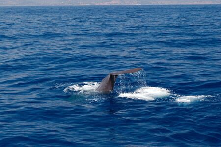 Whale - Riviera di Ponente - Liguria, Italyの写真素材