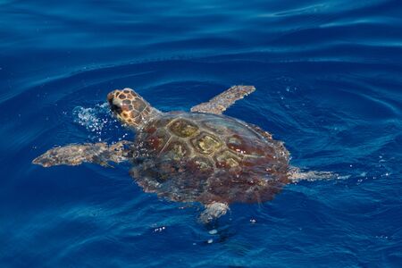 Turtle - Riviera di Ponente - Liguria, Italyの写真素材