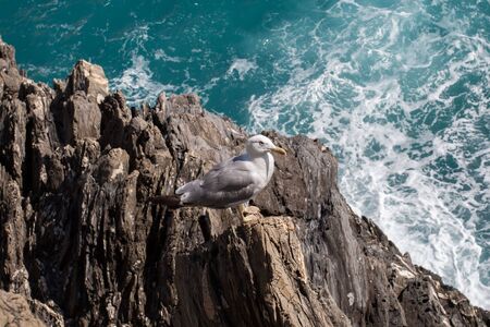 Seagull on a rock, Manarola - Cinque Terre, Liguria, Italyの写真素材