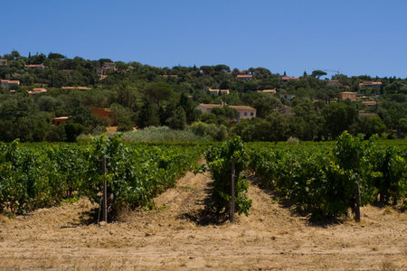 Vineyards of Provence - France