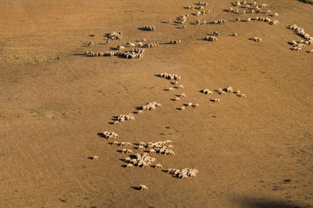 Sheep grazing in the fields of nearby Montepulciano - Tuscany, Italyの写真素材