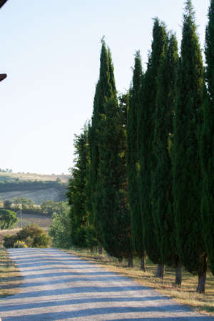 Cypresses - Tuscany, Italyの写真素材