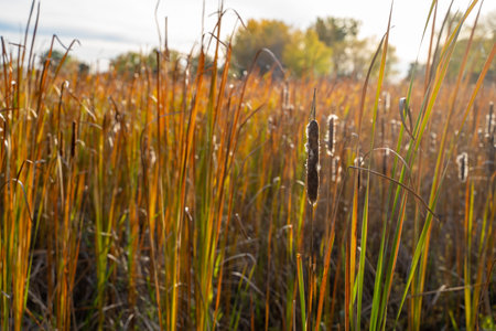 Cattails sparkle in late afternoon autumn sunshine in rural Minnesota. Taken in Scandia, MN