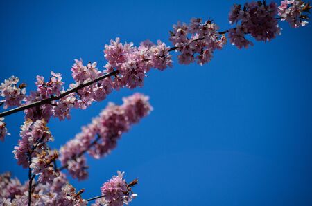 A small bunch of cherry blossom flowers bloom on a cherry blossom tree. Selective focus on a small amount of flowers.の写真素材
