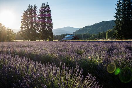 Lavender flower field near Mt. Hood in Oregon, with an abandoned barn. SUNFLARE IN PHOTOの写真素材