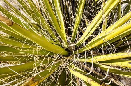 Close up of an agave plant in Red Rock Canyon National Conservation Areaの写真素材