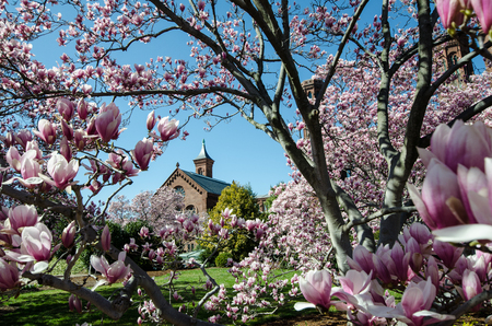 Washington DC - May 1, 2018: Flowering magnolia blossom trees frame the Smithsonian Castle on the National Mall in Washington DC in the springのeditorial素材