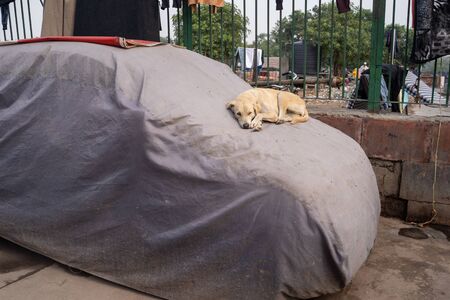 Stray street dog sleeps on top of a covered car in Old Delhi Indiaの写真素材