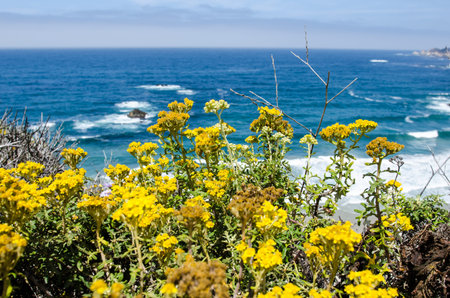 Bright yellow wildflowers in bloom along the Pacific Coast Highway in California near Big Sur