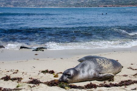 A sea lion lays on the beach in La Jolla, Californiaの写真素材