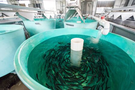 Tanks inside of a fish hatchery breed tiny Rainbow Trout to stock in nearby lakesの写真素材