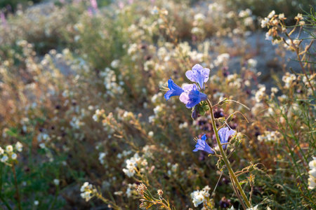 Canterbury Bells blooming in the mojave desert in Joshua Tree National Park. Backlit by sun, taken...