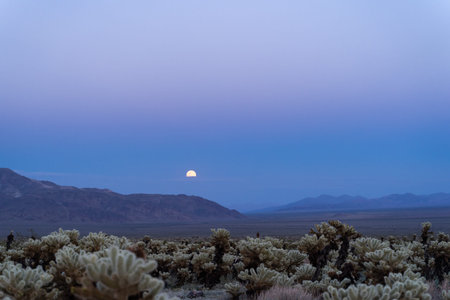 Super moon rises above the mountains over the Cholla Cactus garden in Joshua Tree National Park at...