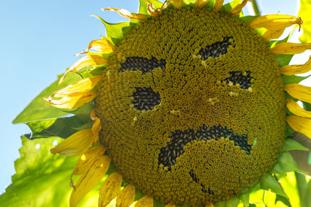 Sunflower with a sad, angry face, concept for end of summerの写真素材