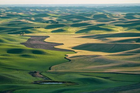 Beautiful view of the Palouse from Steptoe Butte, showing shadows of the rolling farmland hills at sunsetの写真素材