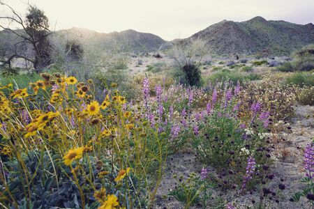 Beautiful mixed wildflowers in the desert in Joshua Tree National Park during a super bloom spring seasonの写真素材