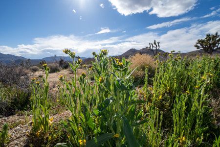 Amsinckia grandiflora is a species of fiddleneck wildflower. Taken in Joshua Tree National Park in Californiaの写真素材