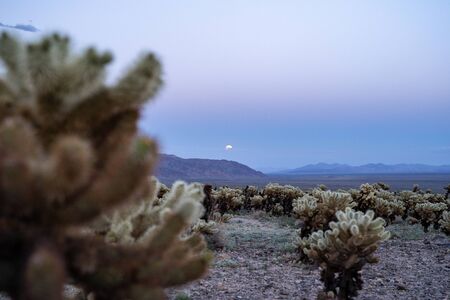Cholla Cactus Garden in Joshua Tree National Park, at sunset, as the supermoon rises above the mountainsの写真素材