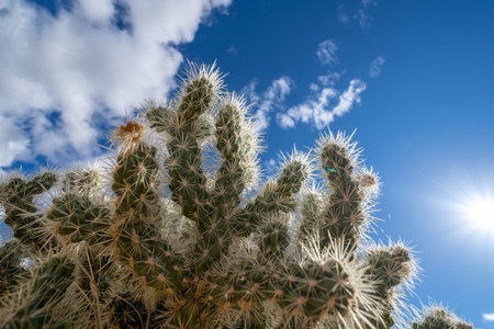 Jumping Cholla Cactus looking up to a sunny sky