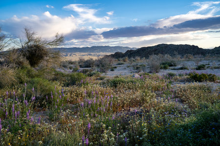 Mixed desert wildflowers in Joshua Tree National Park at sunset during the California super bloomの写真素材