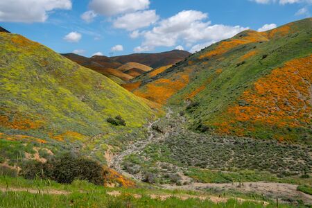 The beautiful valley of Walker Canyon in California during the poppy superbloom on a sunny dayの写真素材