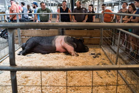 Falcon Heights, MN - August 25, 2019: Visitors admire the Largest Boar on display in a pig pen at the Minnesota State Fairのeditorial素材