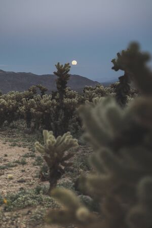 Super moon rises above the mountains over the Cholla Cactus garden in Joshua Tree National Park at sunsetの写真素材