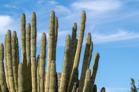 Spines of the Organ Pipe Cactus against a blue sky in Arizonaの写真素材