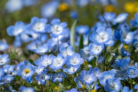 Baby blue eyes wildflowers in California during super bloom. copy space availableの写真素材