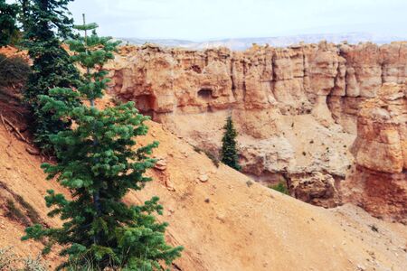Small ponderosa pine tree against the bright red rock of Bryce Canyon National Parkの写真素材