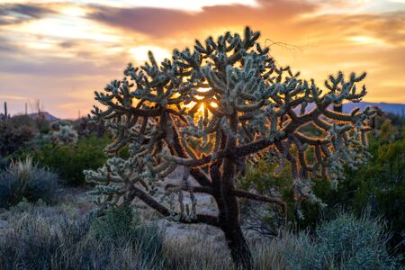 Chainfruit cholla cactus at sunset in the Arizona Sonoran Desertの写真素材
