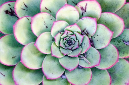 Close up of a succulent cactus plactの写真素材