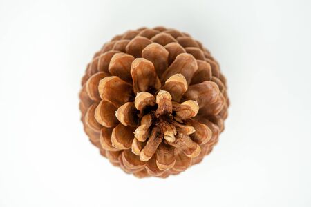 Top view of a Jeffery Pine cone. Focus on top of the pine cone for artistic effect. Isolated on white. These large pine cones are found in the Sierra Nevada mountains of Californiaの写真素材