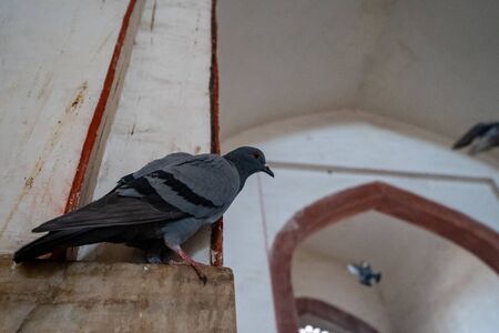 Pesky pigeon inside of Humayans Tomb in New Delhi Indiaの写真素材