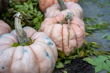 Pretty light orange pink pumpkin (real) and leaves. Useful for backgrounds. Focus on foreground pumpkinの写真素材