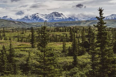 Beautiful boreal forest along the Richardson Highway shows the Delta Mountain Rangeの写真素材
