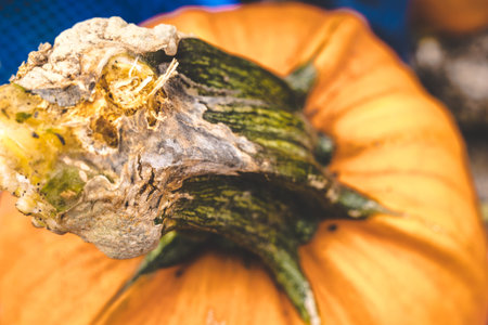 Abstract view of a pumpkin, with close up on the stem.