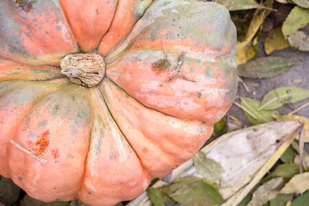 Pretty light orange pink pumpkin (real) and leaves. Useful for backgroundsの写真素材