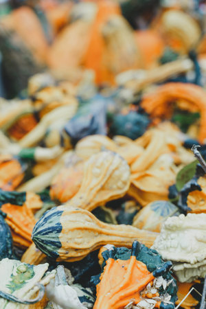 Colorful pumpkin squash and goards. Focus on foreground, background intentionally blurred for copy...