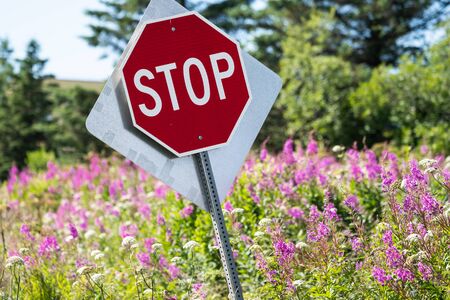 Slanted stop sign in a field of fireweed wildflowers on a sunny dayの写真素材
