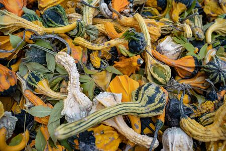 Colorful pumpkin squash and goards.の写真素材