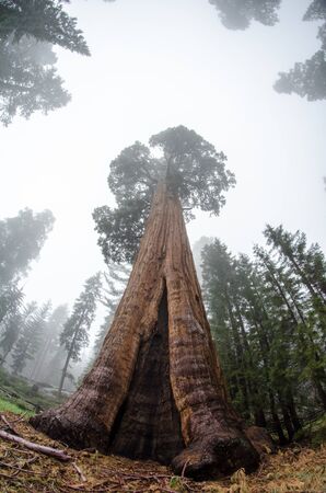 Fisheye view - giant sequoia tree in Sequoia National Park in California on a foggy dayの写真素材
