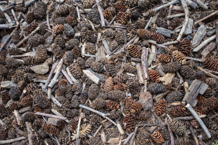 Sequoia tree pine cones and twigs on the forest floor in Sequoia National Park California