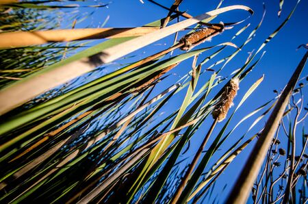 Artistic view looking up at cattails in a swampの写真素材