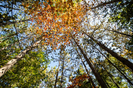 Wide angle view looking up to sky of trees with fall colors in Banning State Park in Sandstone...