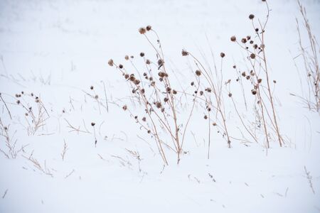 Dead grasses in the snowの写真素材
