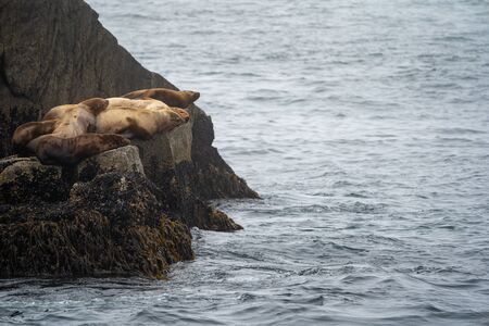 Stellar sea lions lounging on rocks in Resurrection Bay in Kenai Fjords National Parkの写真素材